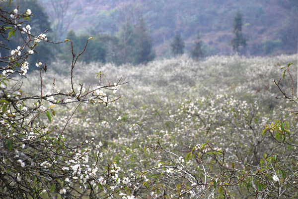 Xu&acirc;n tr&ecirc;n rẻo cao T&acirc;y Bắc